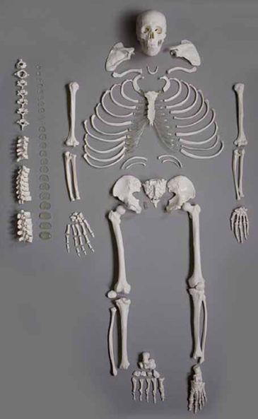 Human Disarticulated Skeleton, full